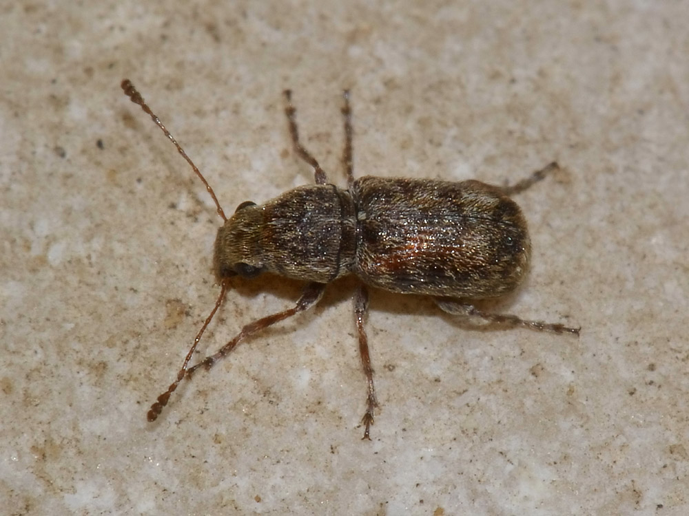 Enedreytes hilaris (Anthribidae)